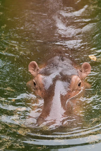 Zbliżenie Ujęcia Hipopotama Jeziorze Korat Zoo Tajlandii — Zdjęcie stockowe