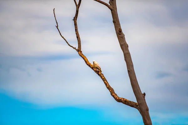 Pequeno Pássaro Alto Galho Árvore Contra Fundo Céu Azul Claro — Fotografia de Stock