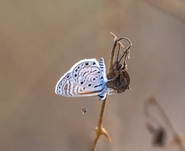 ぼんやりとした背景に小さな蝶が枝に立っている — ストック写真