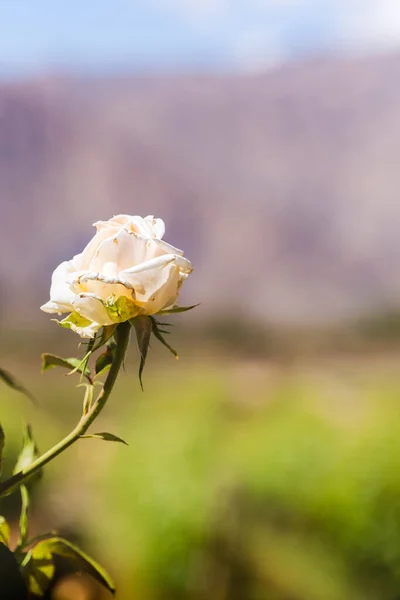 Plano Vertical Una Rosa Blanca Floreciendo Viñedo — Foto de Stock