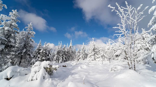 Чудовий Краєвид Високих Ялинок Вкритих Снігом Чорному Лісі — стокове фото