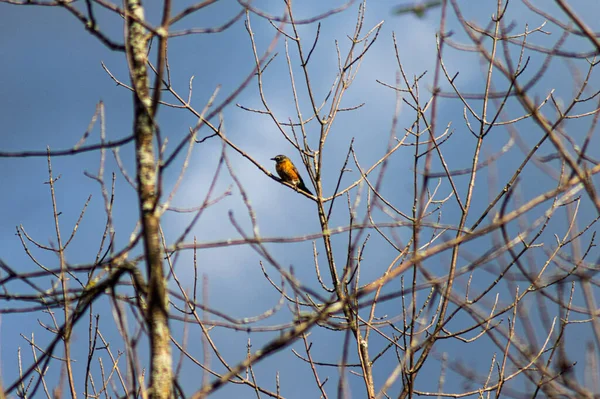 Malý Roztomilý Ptáček Sedí Větvi Holého Stromu Oblohou Pozadí — Stock fotografie
