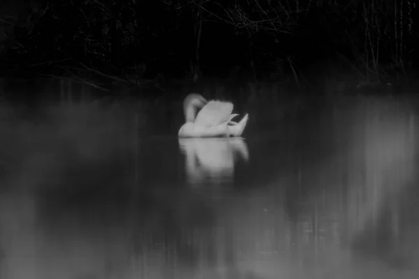 Ein Schöner Schwan Fließt Auf Dem See Und Spiegelt Sich — Stockfoto