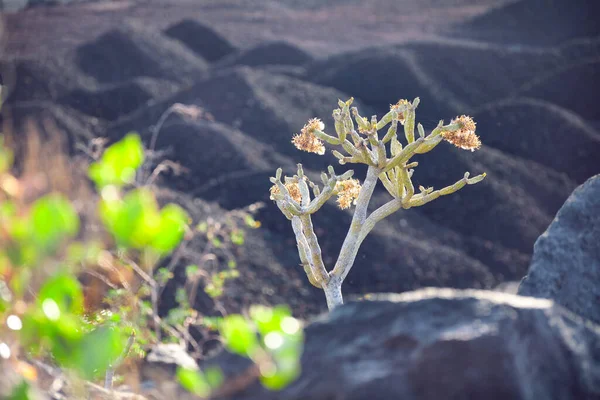 Bush Euphorbia Balsamifera Balsam Spurge Front Dark Volcanic Rock Landscape — Stock Photo, Image