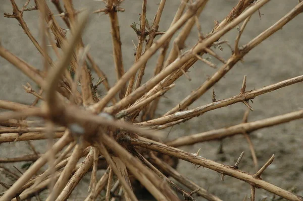 Eine Nahaufnahme Von Getrockneten Zweigen — Stockfoto