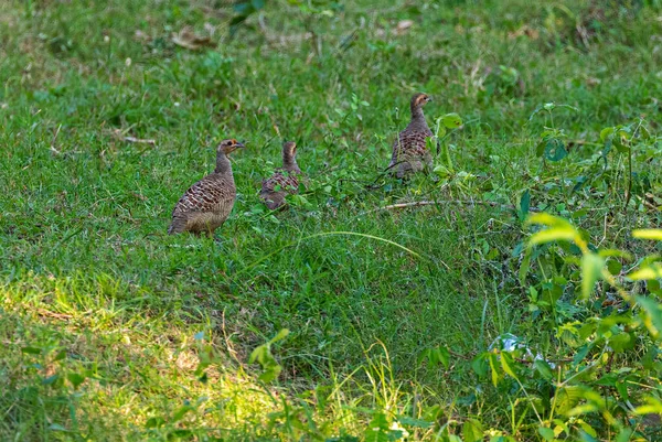 Francolin Gris Dans Champ Avec Deux Autres — Photo