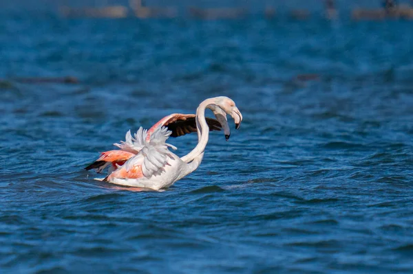 Rosa Flamingo Fågel Phoenicopterus Roseus Som Landar Vatten — Stockfoto