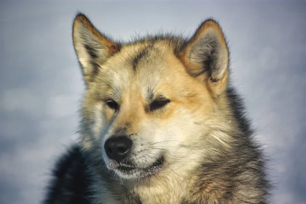 雪に覆われた背景で晴れた日にグリーンランドの犬の顔のクローズアップショット — ストック写真