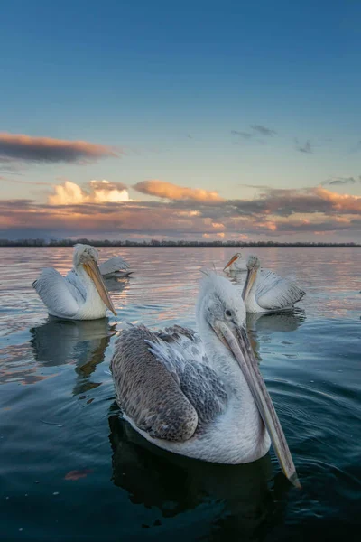 Beautiful Shot Pelicans Swimming Calm Water Sunset — Stock Photo, Image