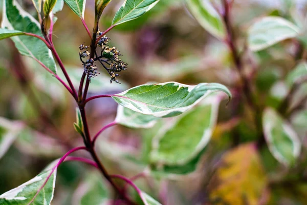 在模糊的自然背景下 对花园里的一种野生山核桃植物绿叶的选择性浅浅的聚焦拍摄 — 图库照片