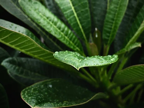 Eine Nahaufnahme Der Blätter Mit Wassertropfen Darauf — Stockfoto