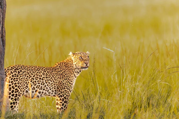 Леопард Солнечном Поле — стоковое фото
