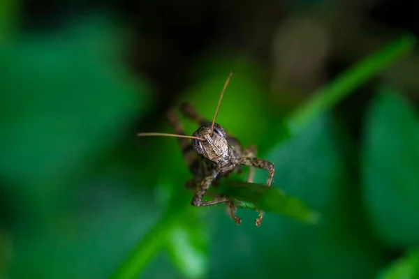 Detailní Záběr Kobylky Listu Zahradě — Stock fotografie