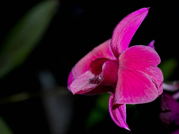 Крупним Планом Квітка Орхідеї Саду — стокове фото
