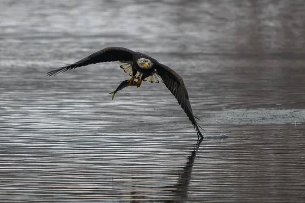 Águila Calva Con Peces Capturados Volando Sobre Río Támesis Norwich —  Fotos de Stock