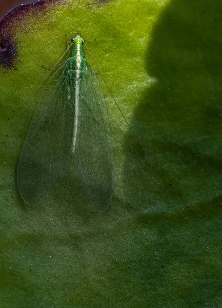 Ceraeochrysaon Insect Resting Green Plant — Fotografia de Stock