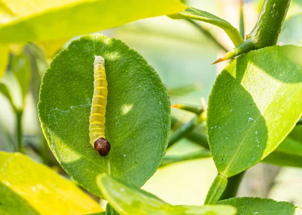 Caterpillar Silver Foltos Skipper Egy Mész Növény — Stock Fotó