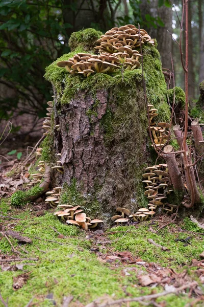 Vertical Closeup Mushrooms Mossy Stump Armillaria Tabescens — Stock Photo, Image