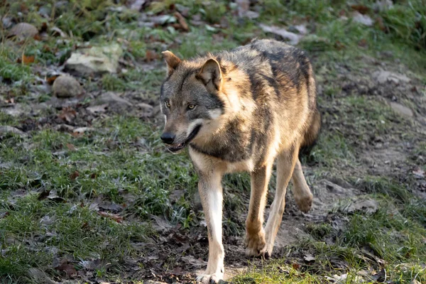 Hermoso Lobo Gris Caminando Solo Hacia Espectador Bosque — Foto de Stock