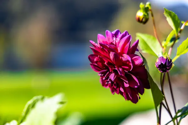 Detailní Záběr Fialové Květinky Dahlia — Stock fotografie