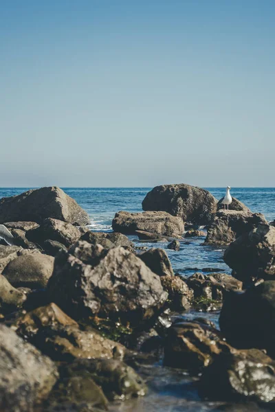 Plan Vertical Une Mouette Perchée Sur Rocher Plage Malibu Sous — Photo