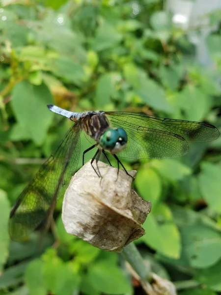 Una Macro Una Libélula Sobre Hojas Verdes —  Fotos de Stock