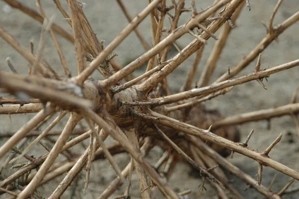 Een Close Foto Van Droge Boom — Stockfoto