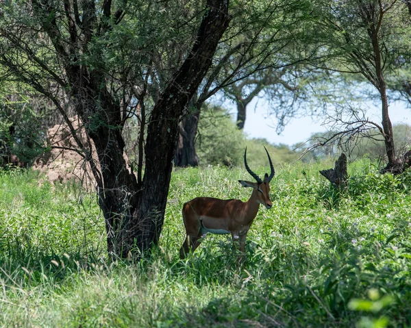 Gros Plan Cerf Debout Dans Champ Vert Près Grand Arbre — Photo