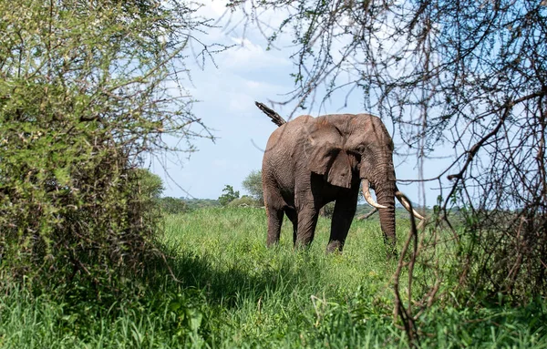 Éléphant Afrique Dans Herbe Pendant Journée — Photo