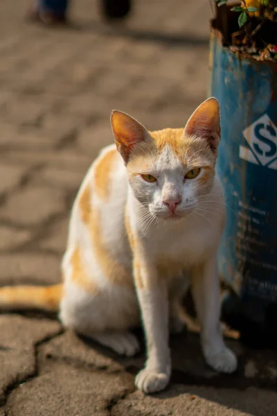 Eine Vertikale Aufnahme Einer Arabischen Mau Katze Auf Einer Straße — Stockfoto