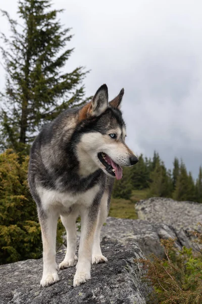 Pionowe Ujęcie Syberyjskiego Husky Wysokim Terenie — Zdjęcie stockowe