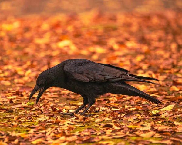 Een Kraaienvoer Met Hoge Facturen Een Herfstblad — Stockfoto