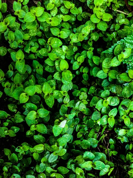 植物的绿叶适合背景 — 图库照片