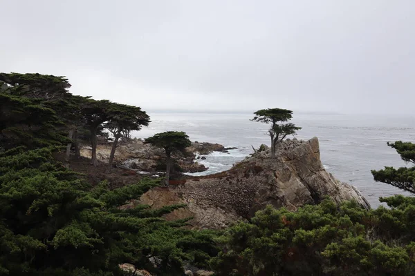 カリフォルニア州ペブルビーチの海岸の崖の上の木の景色 — ストック写真
