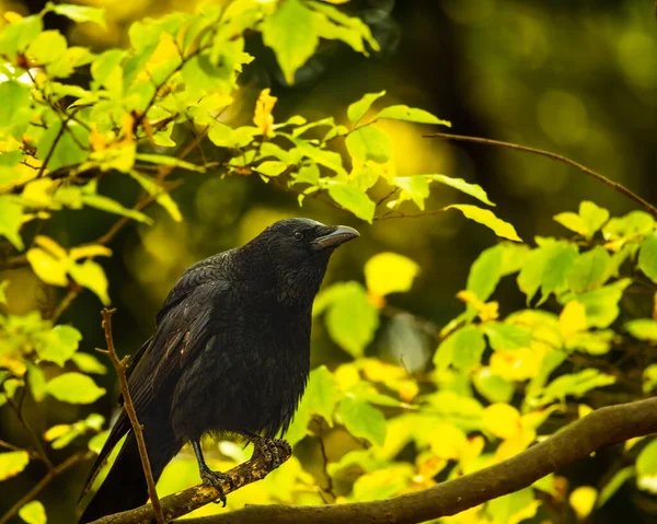 Large Billed Crow Perched Branch — Stock Photo, Image