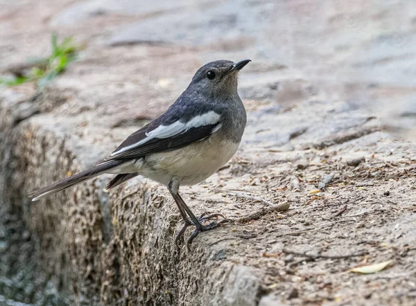 Oriental Magpie Resting Bank Lake — Stock Photo, Image