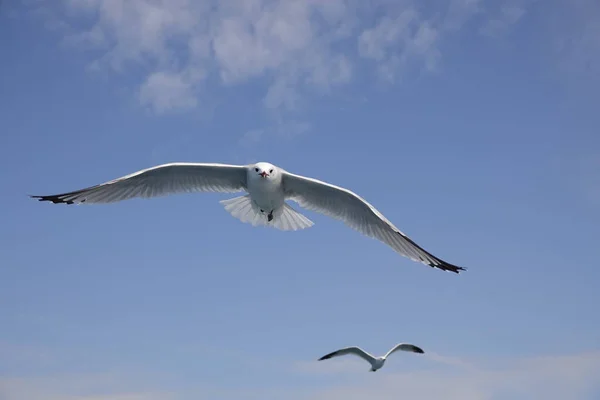 Middellandse Zee Meeuwen Vliegend Blauwe Lucht — Stockfoto
