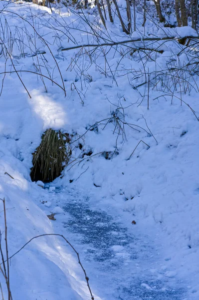 Tiro Vertical Uma Estrada Gelada Neve Meio Das Árvores — Fotografia de Stock