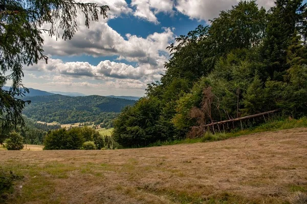 Het Prachtige Uitzicht Het Groene Bos Tegen Blauwe Lucht — Stockfoto