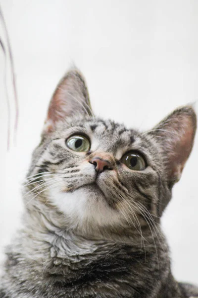 Primer Plano Retrato Gris Lindo Sorprendente Gato Tabby Mirando Con — Foto de Stock