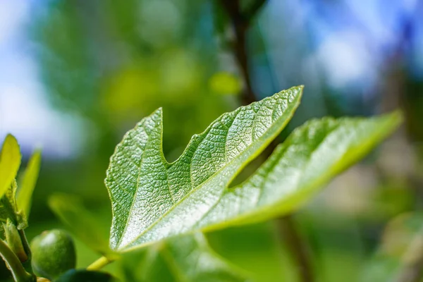 Ένα Κοντινό Πλάνο Ενός Πράσινου Φύλλου Μια Συκιά — Φωτογραφία Αρχείου