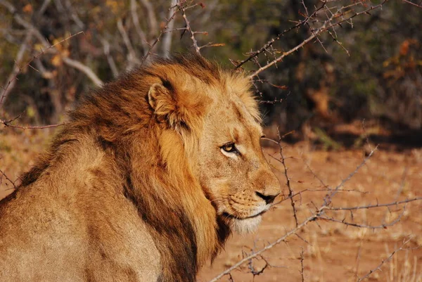 Una Vista Naturale Del Volto Leone Africa — Foto Stock