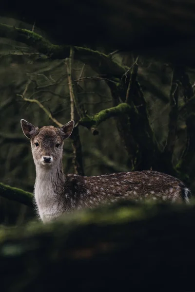 서식지에 아름다운 사슴의 — 스톡 사진