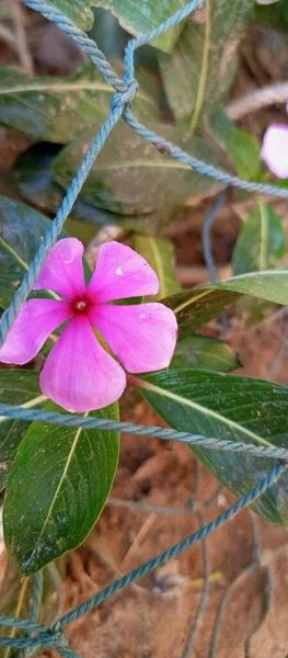 Gros Plan Vertical Catharanthus Croissant Dans Nature — Photo