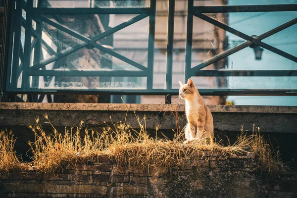 Žlutá Kočka Zaschlé Trávě — Stock fotografie