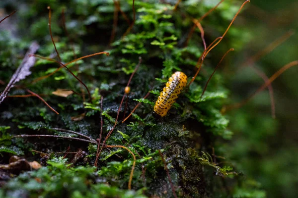 庭の木の上の毛虫のクローズアップ — ストック写真