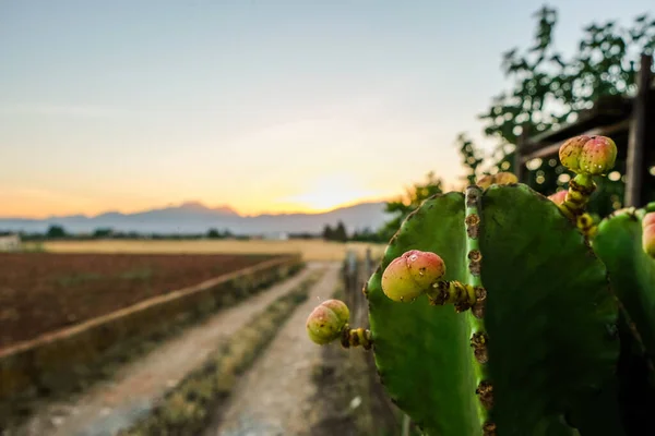 Closeup Opuntia Ficus Indica Indian Fig Opuntia Fig Opuntia Prickly — Stock Photo, Image