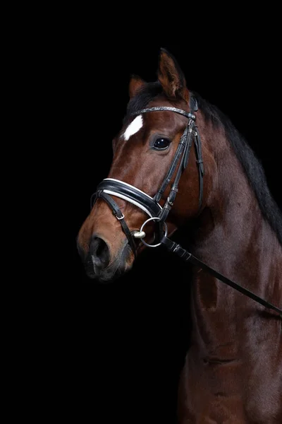 Vertikální Detailní Záběr Hnědého Koně Černém Pozadí — Stock fotografie