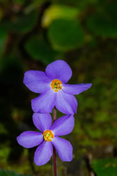 Dos Flores Del Pirineo Morena Ramonda Myconi Parque Nacional Ordesa —  Fotos de Stock