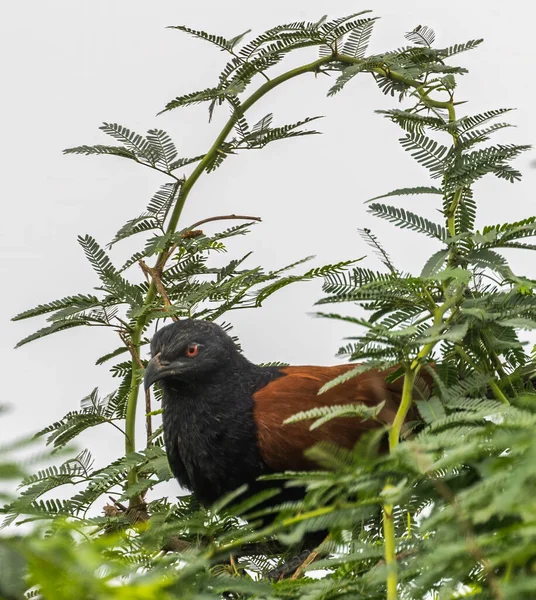 Greater Coucal Sitting Bush Tree — Stock Photo, Image